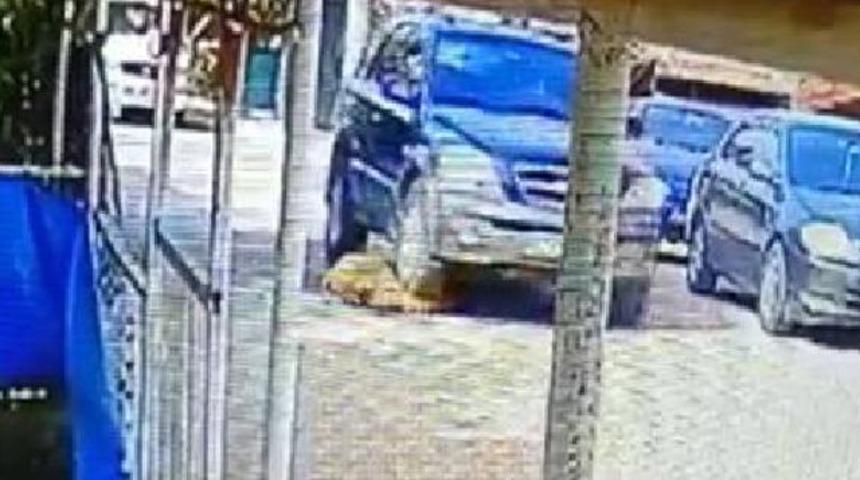 Kocaeli'de tepki çeken olay! Köpeği ezip, yoluna devam etti
