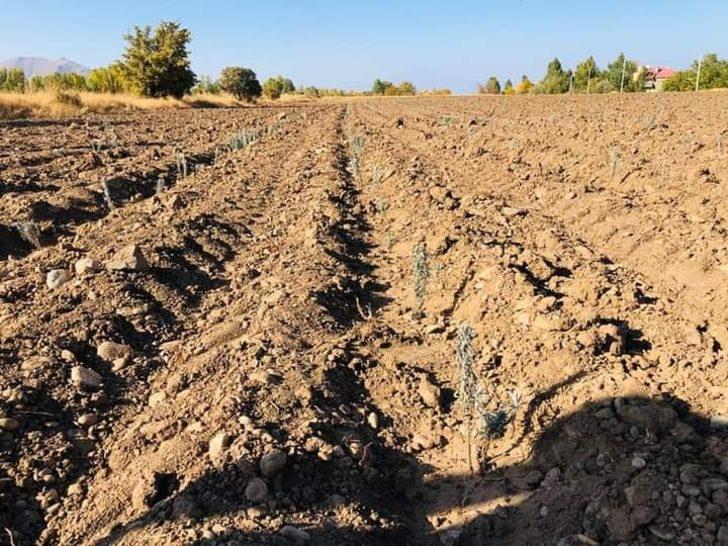 Serik’ten Van’daki 10 kadın çiftçiye 10 bin 400 adet tüplü lavanta fidesi G3