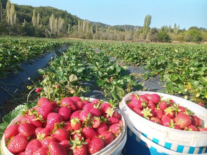 Devlet desteği ile dikilen çilekler ürün verdi G1