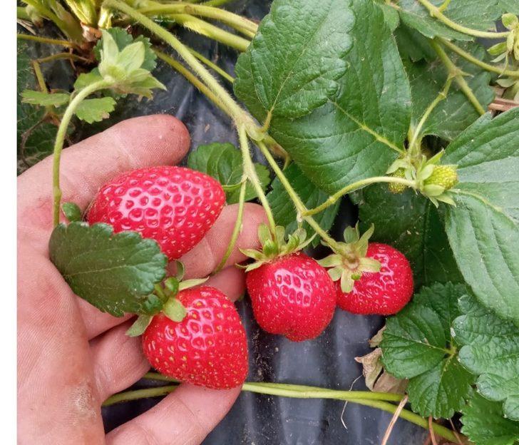 Devlet desteği ile dikilen çilekler ürün verdi G2