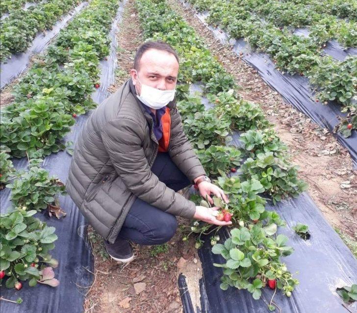 Devlet desteği ile dikilen çilekler ürün verdi G3