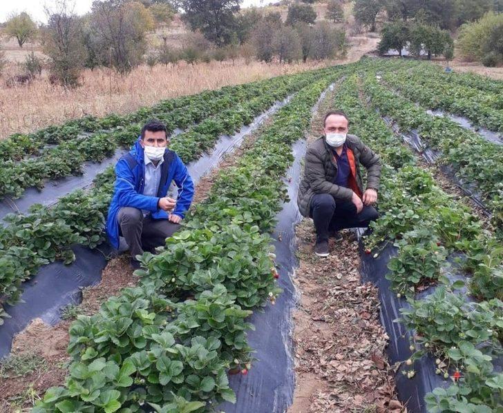 Devlet desteği ile dikilen çilekler ürün verdi G4