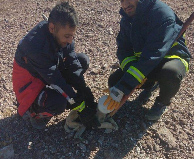 Başı plastik bidona sıkışan köpek itfaiye rafından kurtarıldı