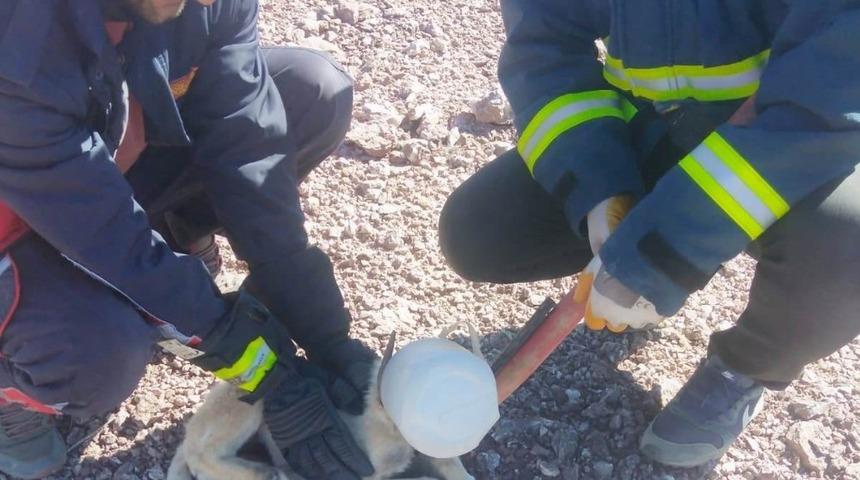 Başı plastik bidona sıkışan k&ouml;pek itfaiye rafından kurtarıldı