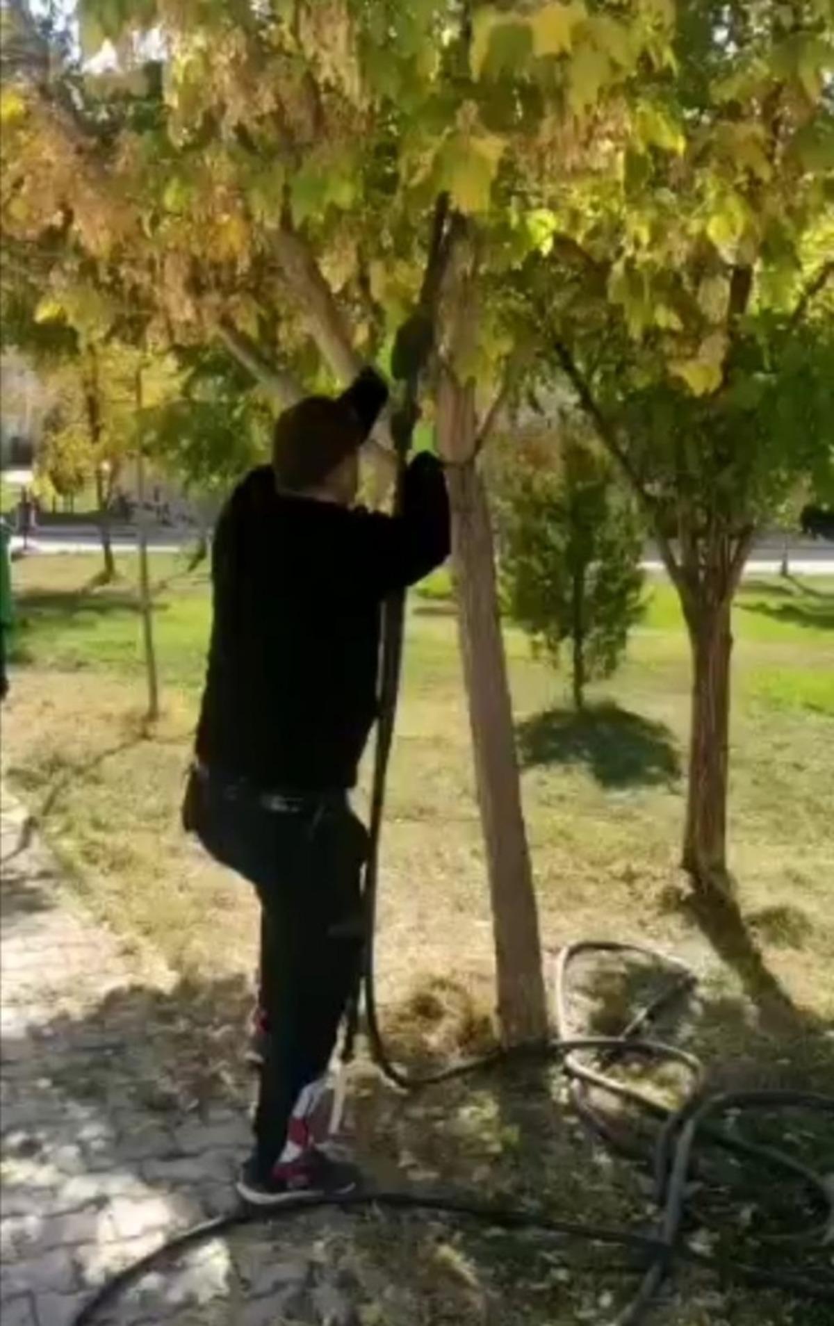 Ağa&ccedil;ta mahsur kalan yaramaz kedi, itfaiye tarafından kurtarıldı