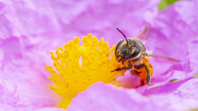 Koronavirüse karşı ciddi koruma sağlıyor! 10 dakika içinde...