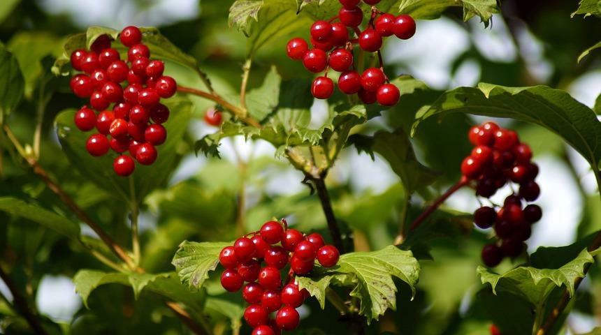 Gilaburu nedir? Gilaburunun faydaları neler?