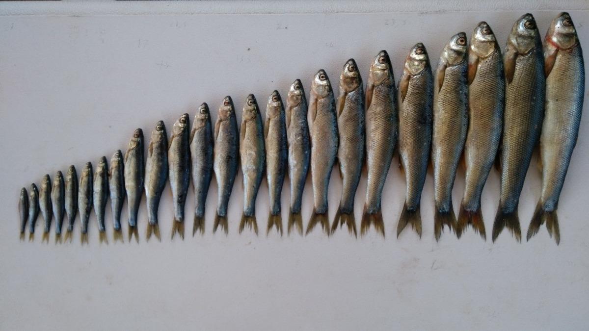 Van G&ouml;l&uuml;  &ldquo;Van G&ouml;l&uuml; İnci Kefali Stoğunun İzlenmesi&rdquo; projesi