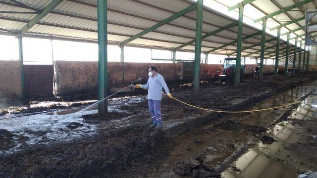 Büyükşehir üç gün hastalığına karşı mücadele başlattı