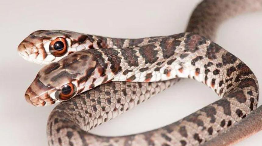 Çift başlı yılan heyecan yarattı: İki beyni var