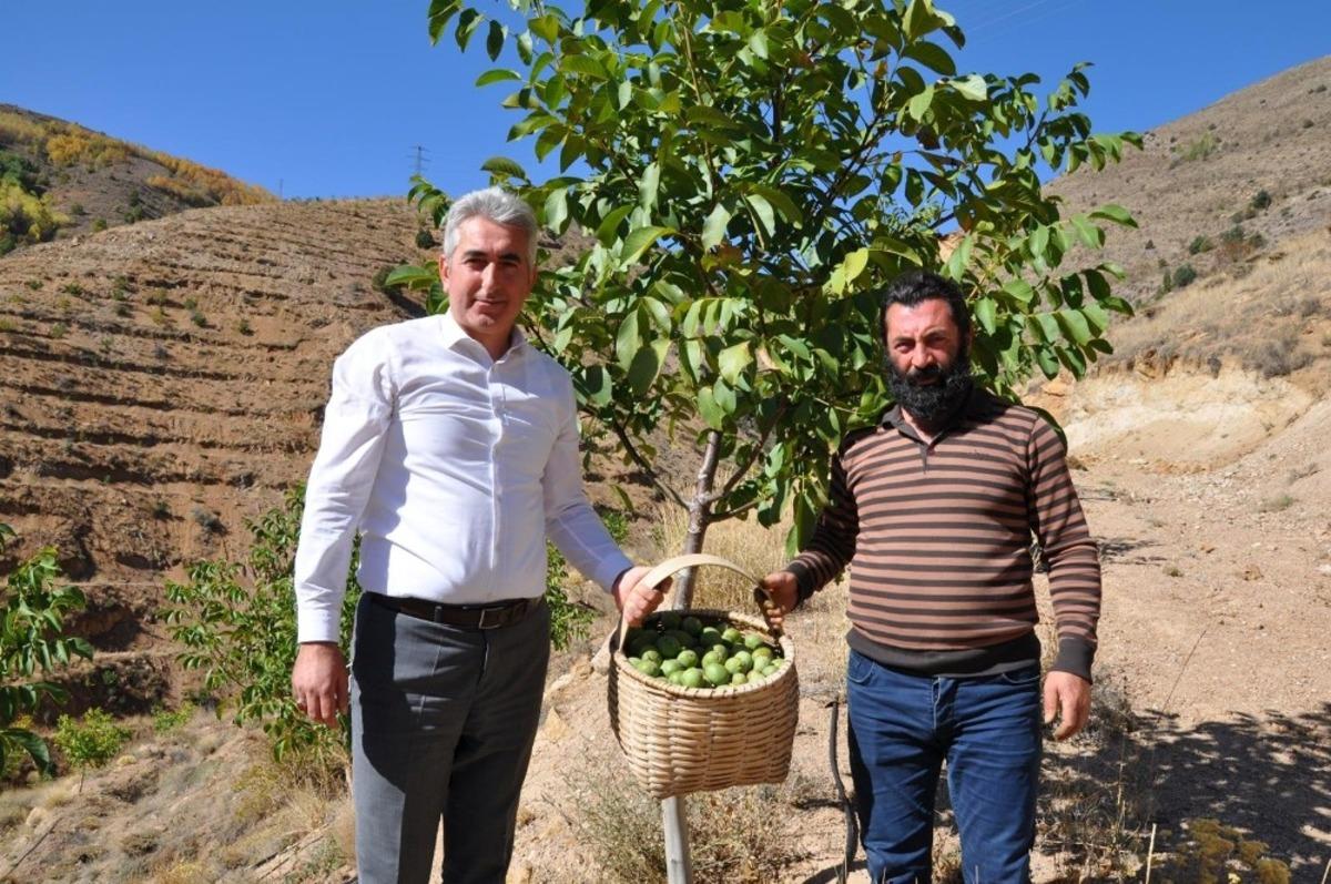 G&uuml;m&uuml;şhane&rsquo;de ceviz &uuml;retimi y&uuml;zde 25 arttı