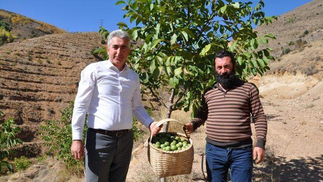 Gümüşhane’de ceviz üretimi yüzde 25 arttı