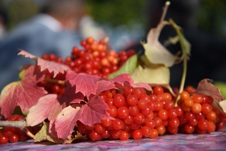 Coğrafi İşaretli, Böbrek Dostu Gilaburunun Hasadı Yapıldı G2