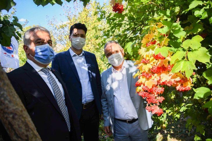 Coğrafi İşaretli, Böbrek Dostu Gilaburunun Hasadı Yapıldı G3