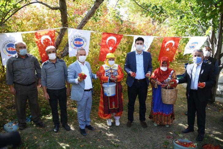 Coğrafi İşaretli, Böbrek Dostu Gilaburunun Hasadı Yapıldı G4