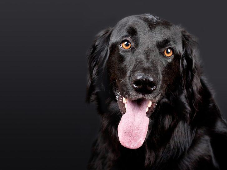 Rüyada siyah köpek görmek ne demek, ne anlama gelir? - Mynet trend