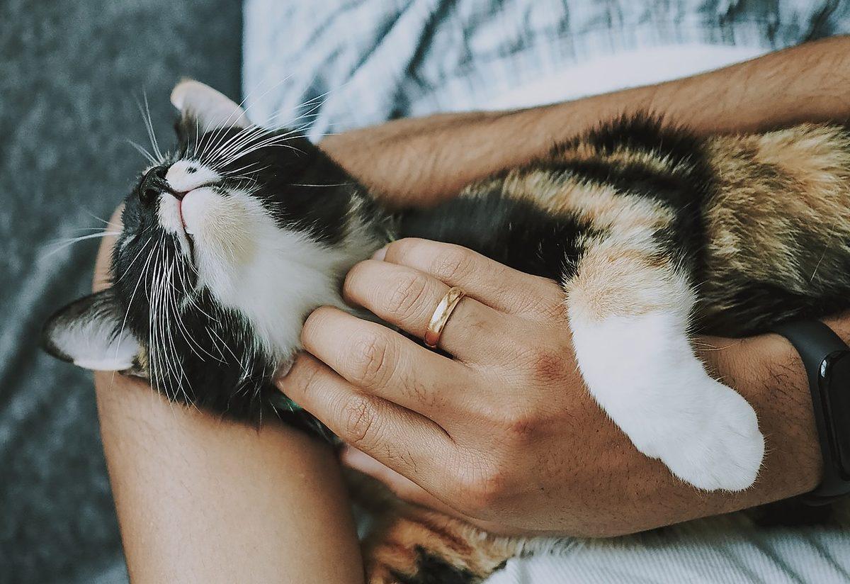 ruyada kedi sevmek ne demek ne anlama gelir mynet trend