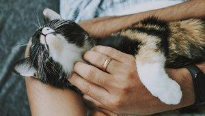 Rüyada kedi sevmek ne anlama gelir? Rüyada 2 tane, kedi yavrusu sevmek ne demek?