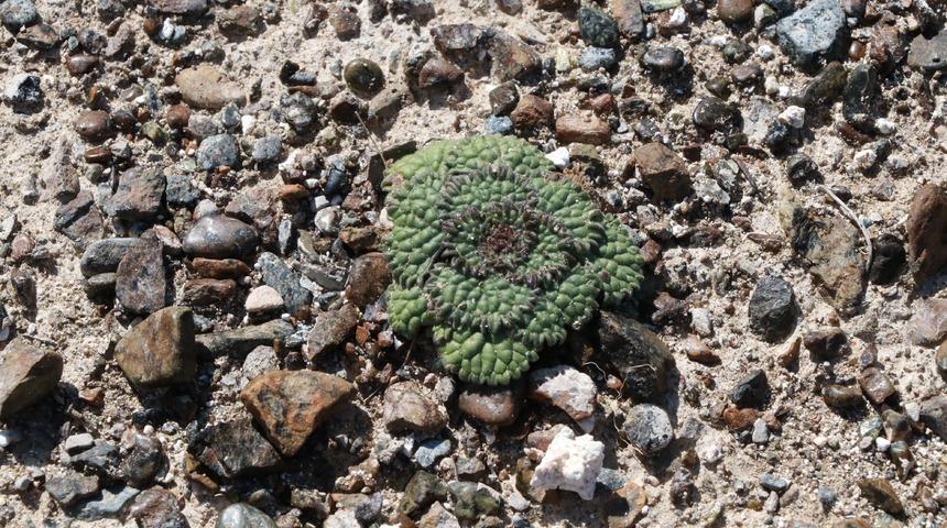 Sadece Salda Gölü'nde yetişen sığırkuyruğu bitkisi koruma altında!