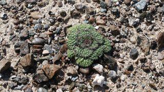Sadece Salda Gölü'nde yetişen sığırkuyruğu bitkisi koruma altında!