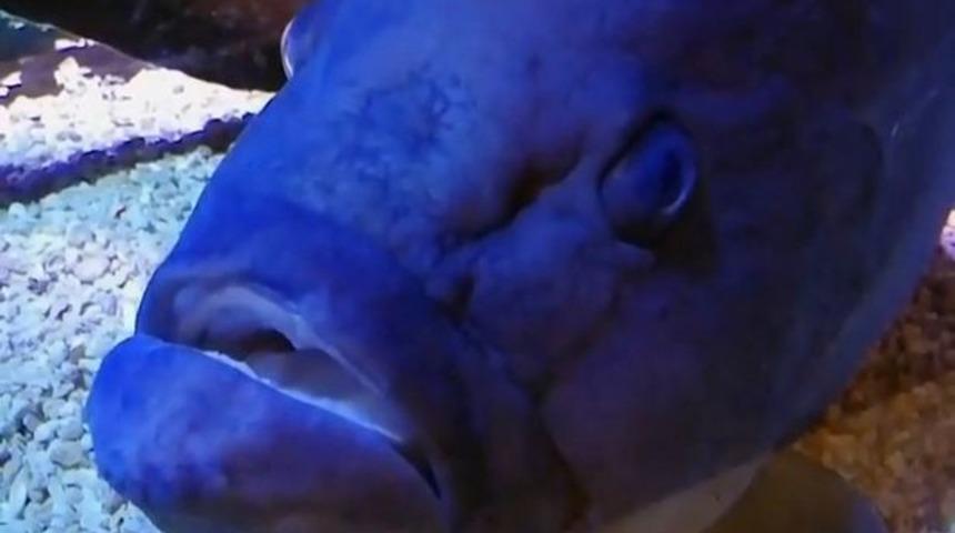 Bütün arkadaşlarını yiyip depresyona giren balık 16. doğum gününü kutladı