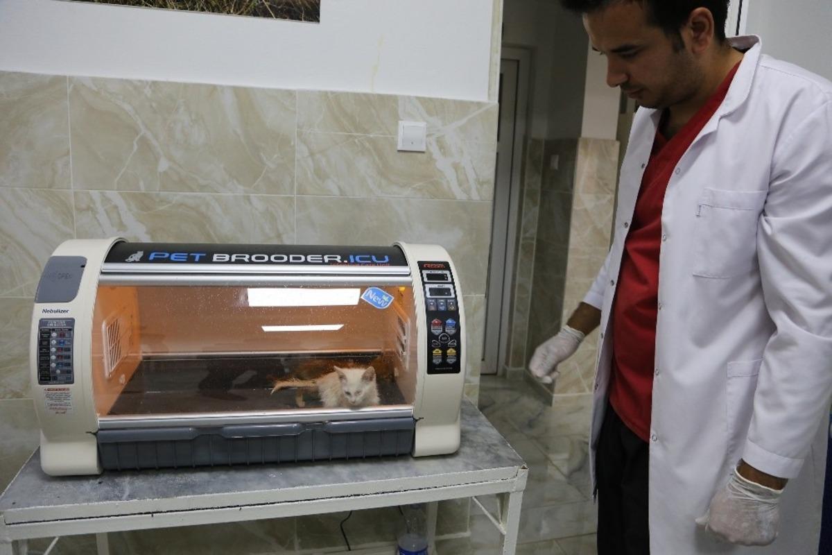 B&uuml;y&uuml;kşehir sahipsiz hayvanlara sahip &ccedil;ıkmaya devam ediyor