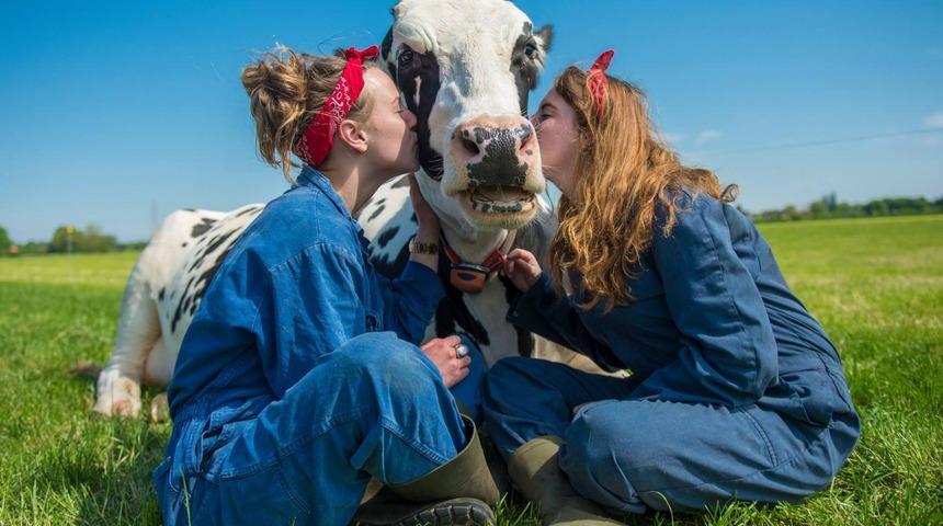Batı'da yeni sağlıklı yaşam trendi: İnek kucaklamak