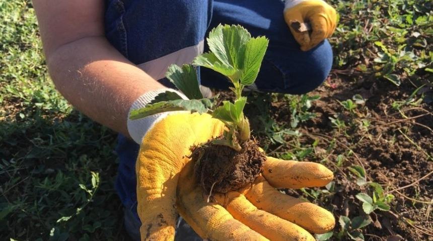 Osmanlı Çileği fidesi için başvurular tamamlandı