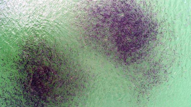 Baraj gölündeki balıkların kümeler halinde durmasının nedeni ortaya çıktı