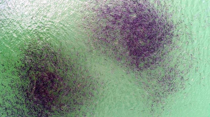 Baraj gölündeki balıkların kümeler halinde durmasının nedeni ortaya çıktı