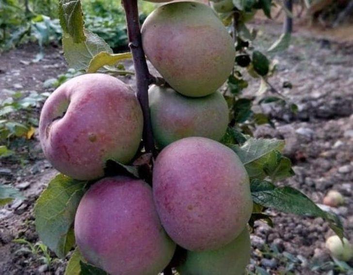 150 yıllık elma ağaçları koruma altına alınacak G3