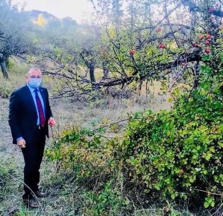 150 yıllık elma ağaçları koruma altına alınacak G4