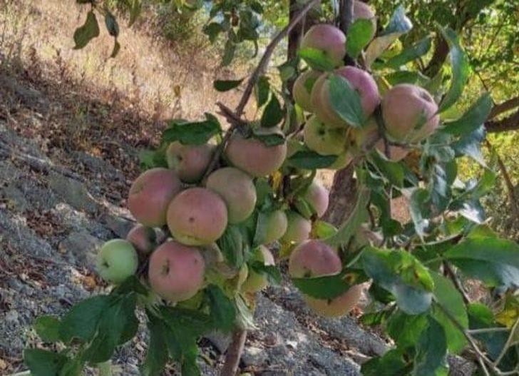 150 yıllık elma ağaçları koruma altına alınacak G5