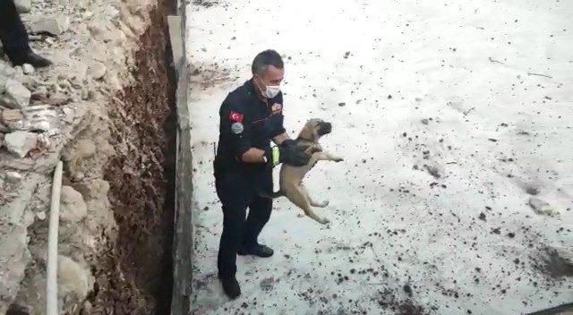 Temele sıkışan köpek kurtarıldı