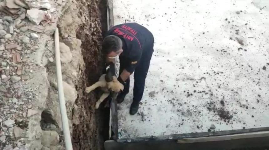 Temele sıkışan k&ouml;pek kurtarıldı