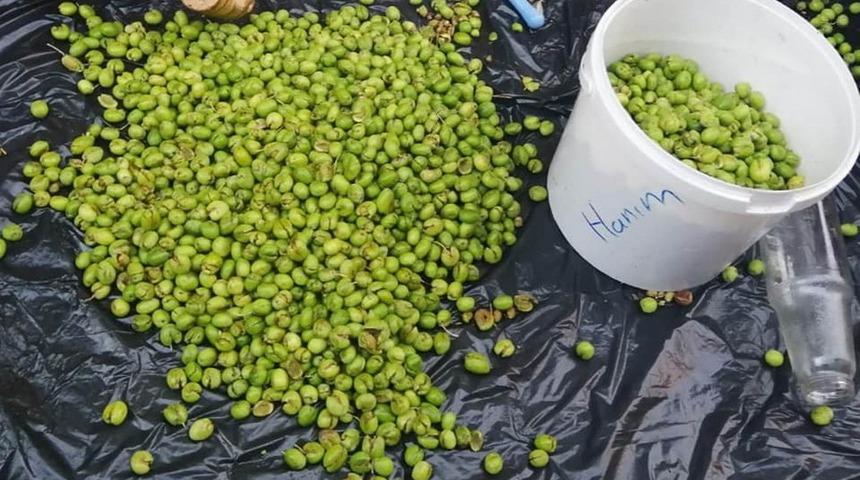 Yeşil zeytinler sofraları süslüyor