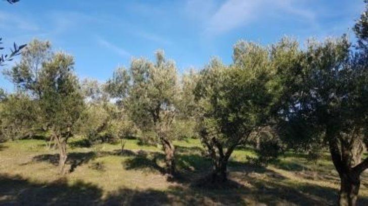 Geyikli, zeytinyağı kalitesini dünyaya ispat etti G1