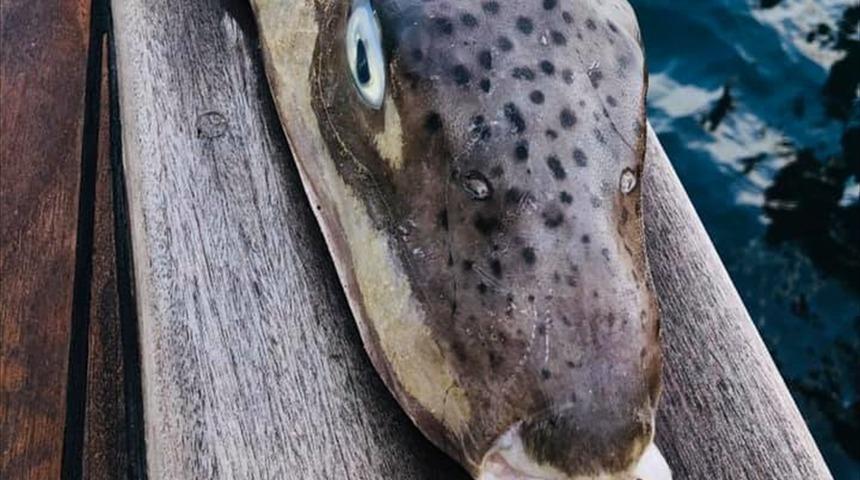 Bodrum'da zıpkınla bir metrelik balon balığı avlandı