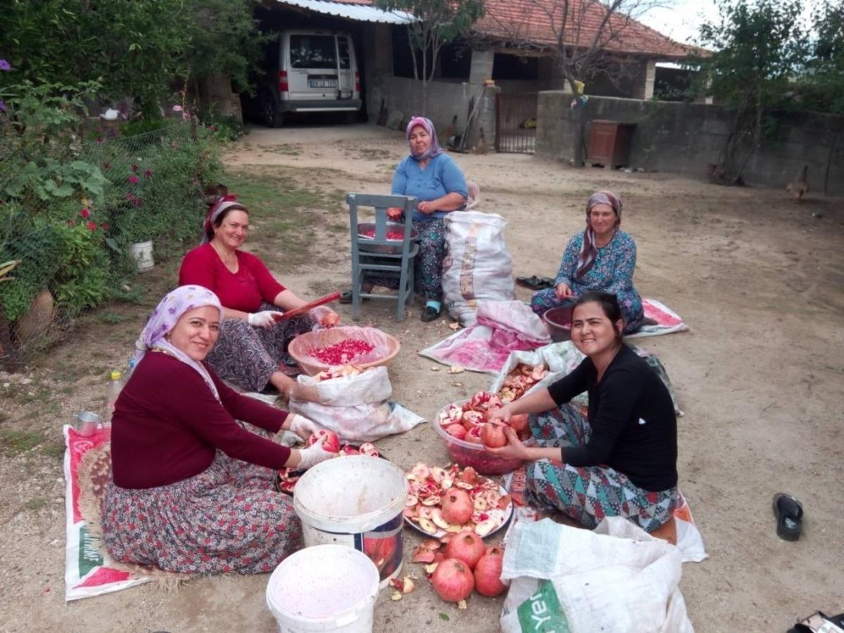 Aydın&rsquo;da narlar şifa i&ccedil;in kaynatıldı