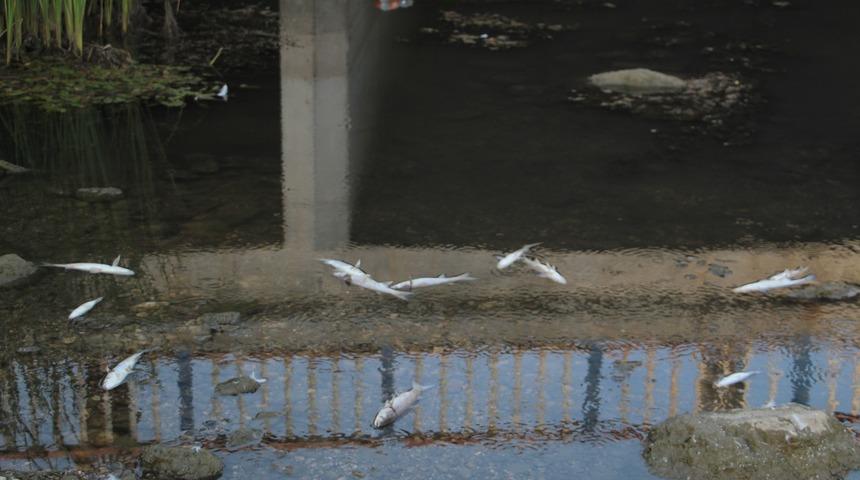 Yer: Antalya! Y&uuml;zlerce balık telef oldu