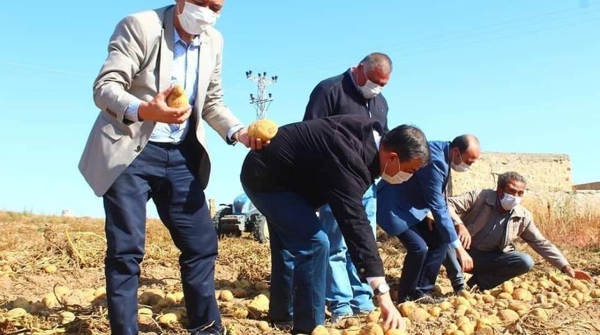 Yeşilhisar’da patates hasadı devam ediyor