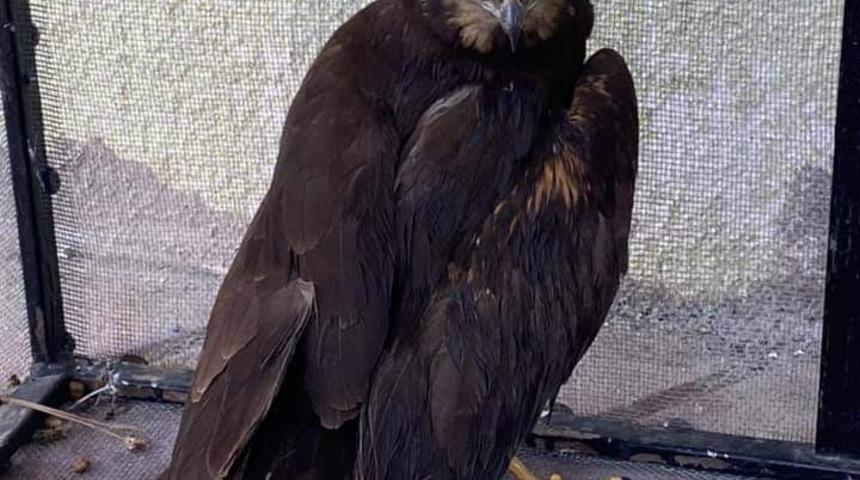 Yaralı saz delicesi tedavi altına alındı