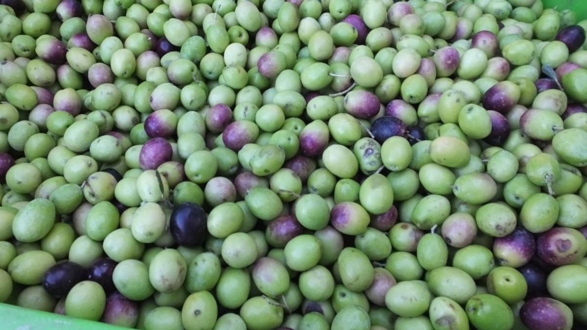 Balıkesir&rsquo;de yeşil zeytin hasadı başladı