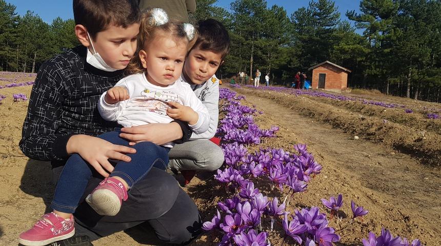 Safran tarlası turist akınına uğruyor