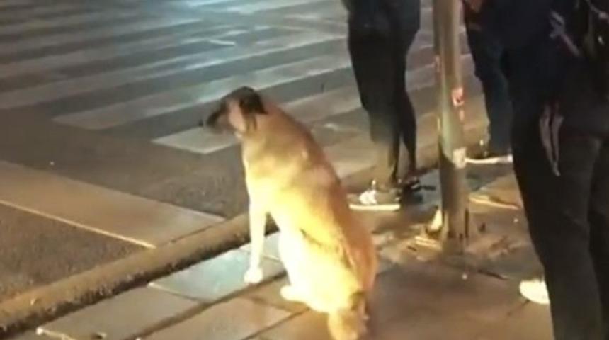 Ankara'da sokak köpeği yolun karşısına geçmek için yeşil ışığı bekledi