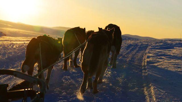 Norveç'in Hardangervidda kentinden kızak köpekleri.