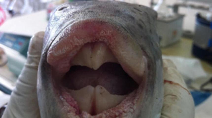 Görenler şaşkına döndü! 8 saat içinde nefessiz bırakıyor