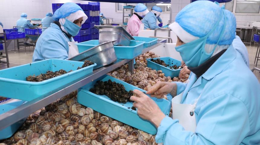 Bilecik'ten dünyaya 700 ton salyangoz dolması! Porsiyonu 750 TL