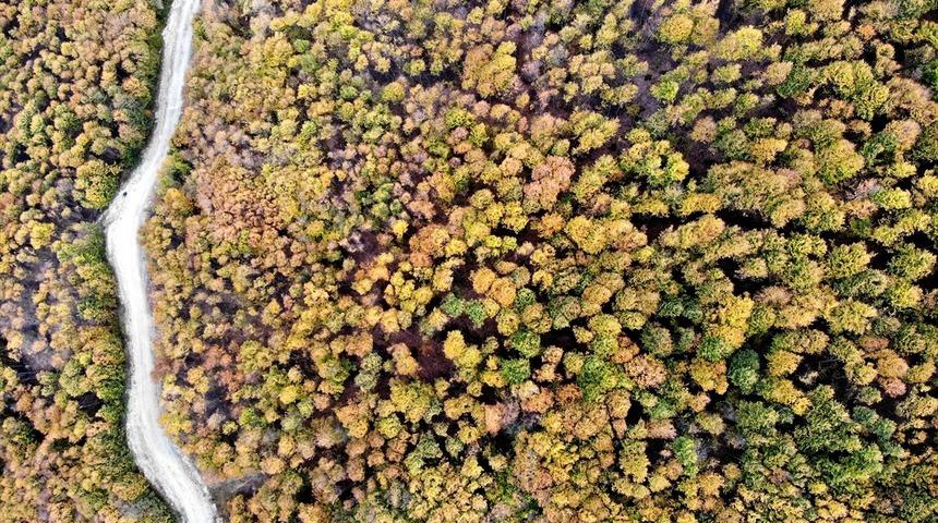 Renkler ağa&ccedil;larda buluştu! Hayran bırakan g&uuml;zellik