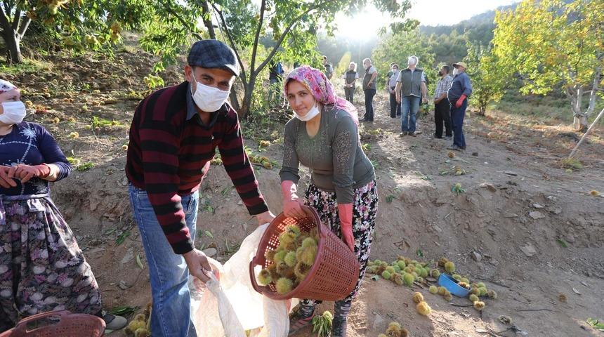 Ormanlarda yetişen kestaneler köylüye gelir kapısı oldu! 20 bin TL gelir getirisi var